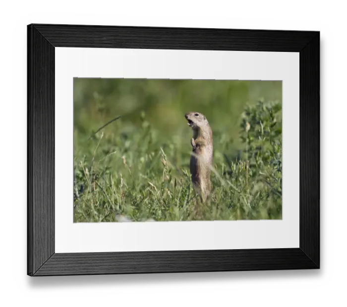 Framed Print : European souslik (Spermophilus citellus) calling, Slovakia, Europe, June 2008 Framed Print : European souslik (Spermophilus citellus) calling, Slovakia, Europe, June 2008