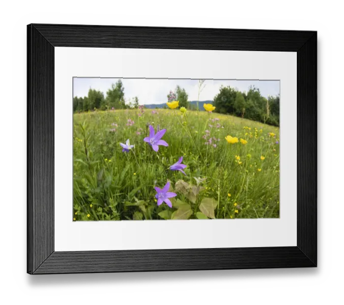 Framed Print : Flowering meadow with Spreading bellflower (Campanula patula) and Buttercup (Ranunculus Framed Print : Flowering meadow with Spreading bellflower (Campanula patula) and Buttercup (Ranunculus