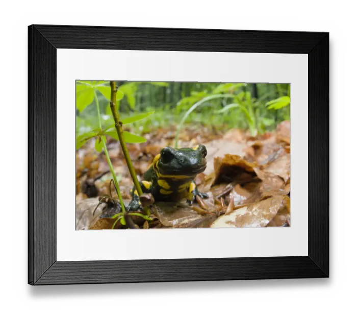 Framed Print : European / Fire salamander, (Salamandra salamandra) portrait, Male Morske Oko Reserve Framed Print : European / Fire salamander, (Salamandra salamandra) portrait, Male Morske Oko Reserve