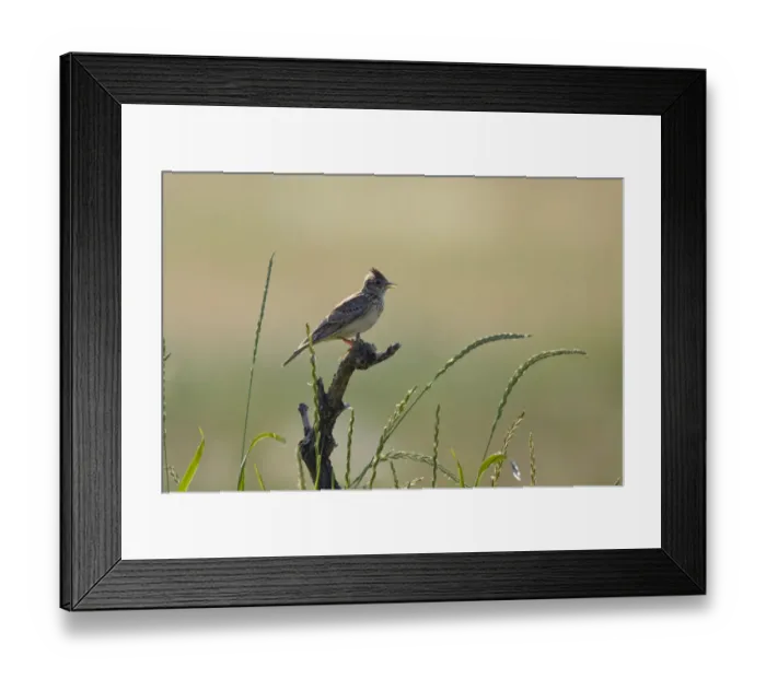 Framed Print : Skylark (Alauda arvensis) singing on branch stump, East Slovakia, Europe, June 2008 Framed Print : Skylark (Alauda arvensis) singing on branch stump, East Slovakia, Europe, June 2008