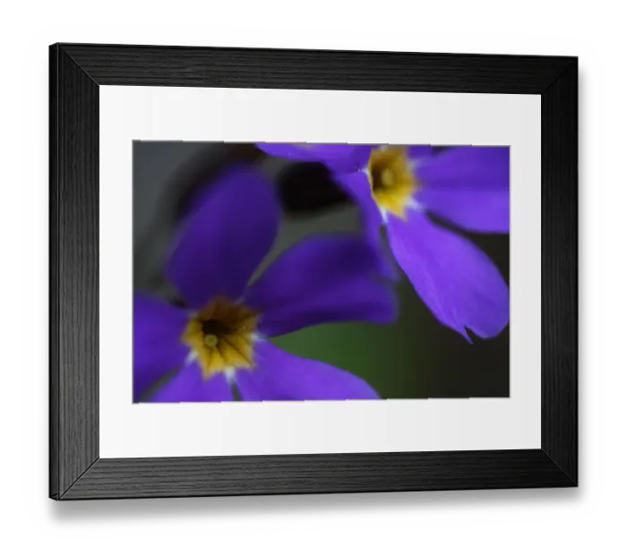 Framed Print : Blue flowers (Primula sp) Mount Cheget, Caucasus, Russia, June 2008 Framed Print : Blue flowers (Primula sp) Mount Cheget, Caucasus, Russia, June 2008