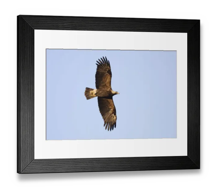 Framed Print : Eastern imperial eagle (Aquila heliaca) in flight, East Slovakia, Europe, June 2008 Framed Print : Eastern imperial eagle (Aquila heliaca) in flight, East Slovakia, Europe, June 2008