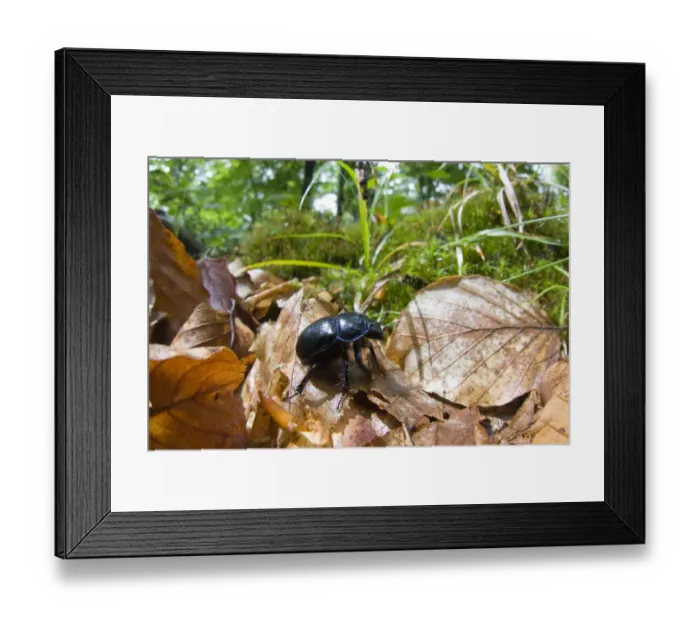 Framed Print : Dor beetle (Geotrupes stercorarius) walking over fallen leaves in a Beech forest