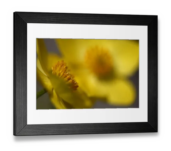 Framed Print : (Anemone sp) flowers, Mount Cheget, Caucasus, Russia, June 2008 Framed Print : (Anemone sp) flowers, Mount Cheget, Caucasus, Russia, June 2008