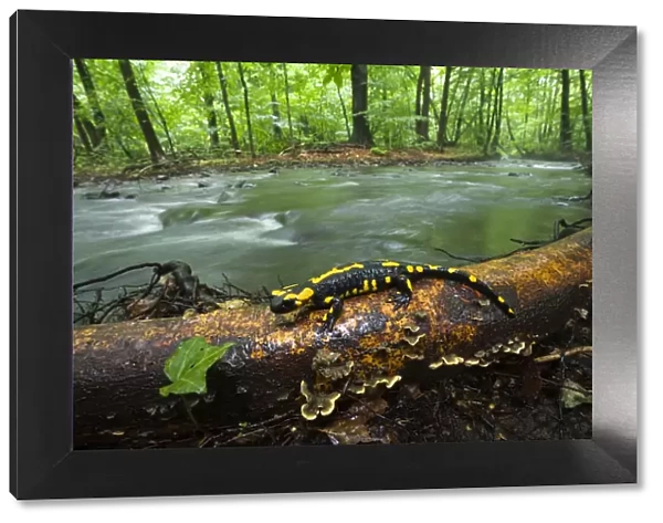 European salamander (Salamandra salamandra) on tree trunk beside river, Male Morske Oko Reserve
