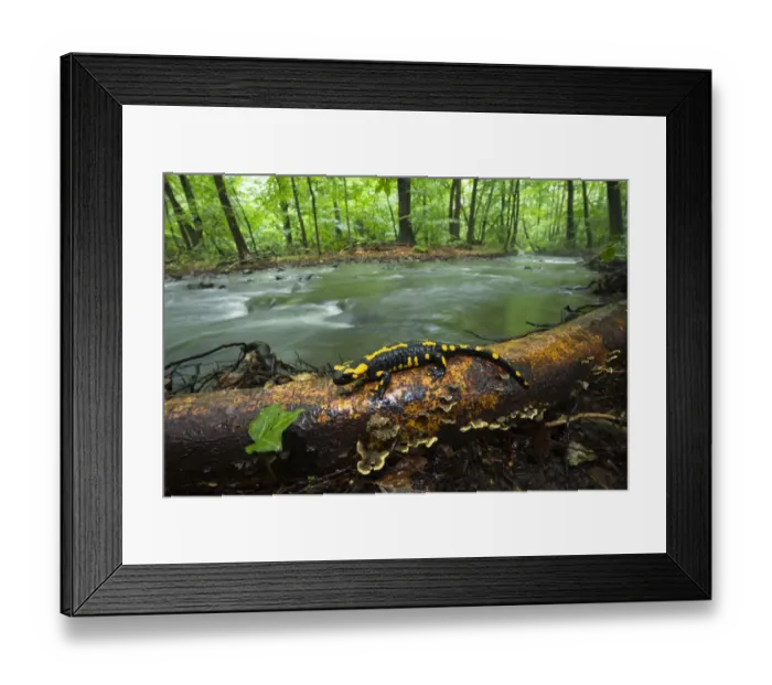 Framed Print : European salamander (Salamandra salamandra) on tree trunk beside river, Male Morske Oko Reserve Framed Print : European salamander (Salamandra salamandra) on tree trunk beside river, Male Morske Oko Reserve