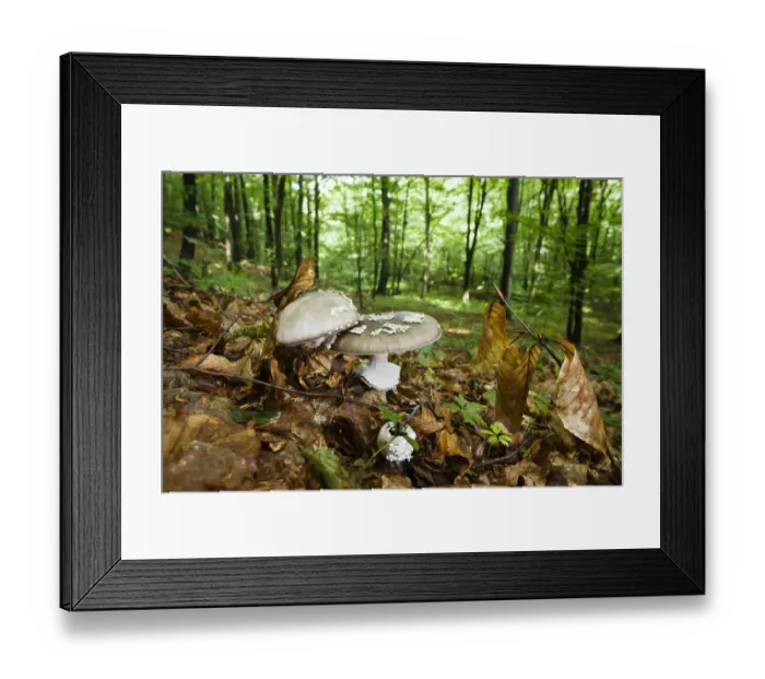 Framed Print : Panther cap fungi (Amanita pantherina) in Beech (Fagus sp) forest, Morske Oko Reserve