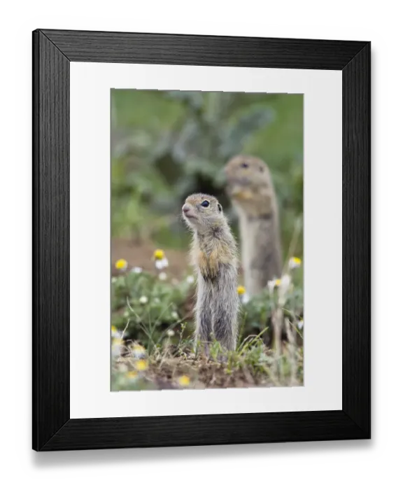 Framed Print : Two European sousliks (Spermophilus citellus) standing alert, Slovakia, Europe, June 2008 Framed Print : Two European sousliks (Spermophilus citellus) standing alert, Slovakia, Europe, June 2008