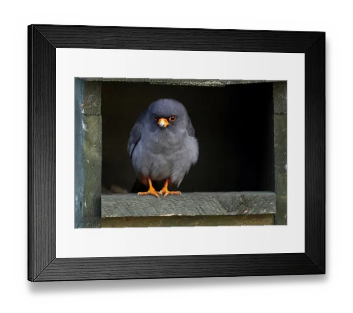 Framed Print : Red-footed falcon (Falco vespertinus) male at nesting box in Hortobagy NP, Hungary Framed Print : Red-footed falcon (Falco vespertinus) male at nesting box in Hortobagy NP, Hungary