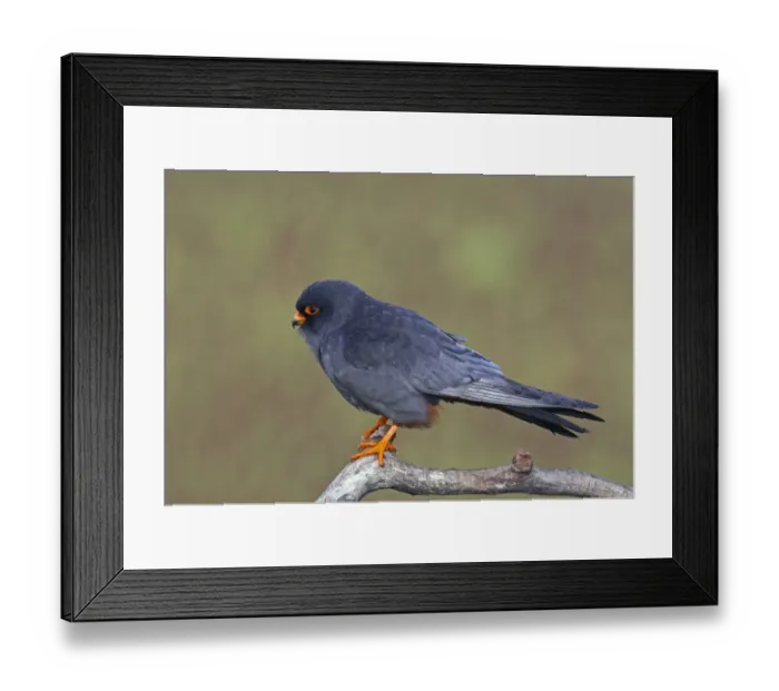 Framed Print : Red-footed Falcon (Falco vespertinus) male perched, Hortobagy NP, Hungary Framed Print : Red-footed Falcon (Falco vespertinus) male perched, Hortobagy NP, Hungary
