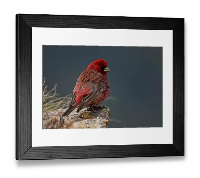 Framed Print : Old male Great rosefinch (Carpodacus rubicilla) on rock, Mount Cheget, Caucasus, Russia Framed Print : Old male Great rosefinch (Carpodacus rubicilla) on rock, Mount Cheget, Caucasus, Russia