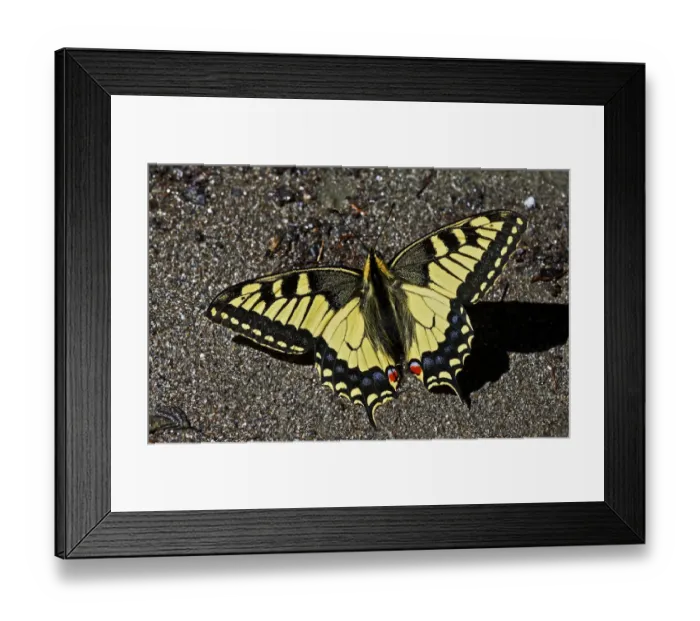 Framed Print : Swallowtail butterfly (Papilio machaon) sunning on a riverbank in Arkhyz section Framed Print : Swallowtail butterfly (Papilio machaon) sunning on a riverbank in Arkhyz section