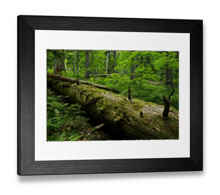 Framed Print : Fallen Nordmann fir (Abies nordmanniana) tree, old-growth forest, Arkhyz valley Framed Print : Fallen Nordmann fir (Abies nordmanniana) tree, old-growth forest, Arkhyz valley
