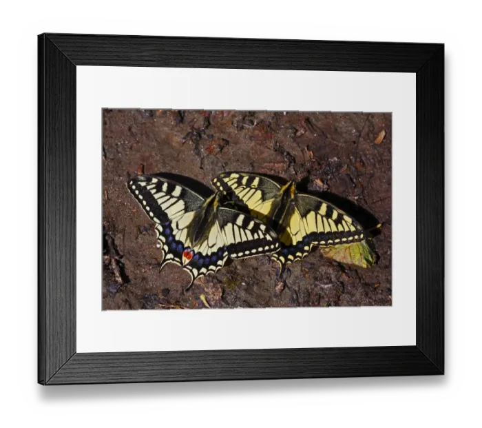 Framed Print : Swallowtail butterflies (Papilio machaon) sunning on a riverbank in Arkhyz section Framed Print : Swallowtail butterflies (Papilio machaon) sunning on a riverbank in Arkhyz section
