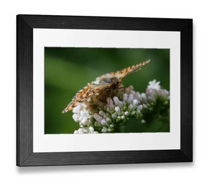 Framed Print : Butterfly on plant, Arkhyz valley, western part of the Teberdinsky Biosphere reserve Framed Print : Butterfly on plant, Arkhyz valley, western part of the Teberdinsky Biosphere reserve