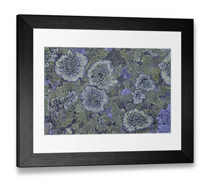 Framed Print : Map lichen (Rhizocarpon geographicum) on granite, Sarek National Park, Laponia World Heritage Site Framed Print : Map lichen (Rhizocarpon geographicum) on granite, Sarek National Park, Laponia World Heritage Site