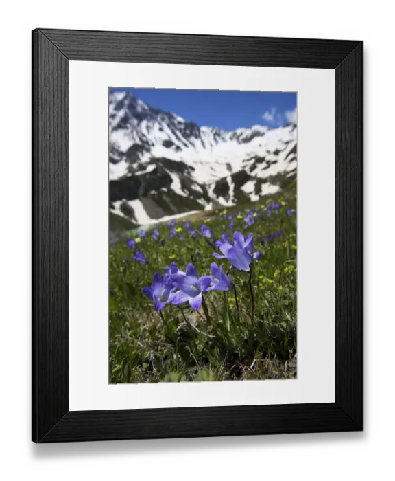 Framed Print : Bellflowers (Campanula sp) with Lake Donguzorun and Donguzorumn mountains behind Framed Print : Bellflowers (Campanula sp) with Lake Donguzorun and Donguzorumn mountains behind