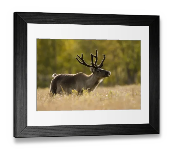 Framed Print : RF- Reindeer (Rangifer tarandus) portrait, semi-domesticated, small scale herding by local Sami Framed Print : RF- Reindeer (Rangifer tarandus) portrait, semi-domesticated, small scale herding by local Sami