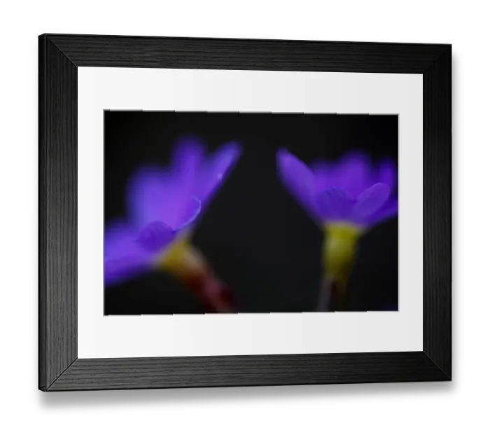 Framed Print : Primula sp in flower, Mount Cheget, Caucasus, Russia, June 2008 Framed Print : Primula sp in flower, Mount Cheget, Caucasus, Russia, June 2008