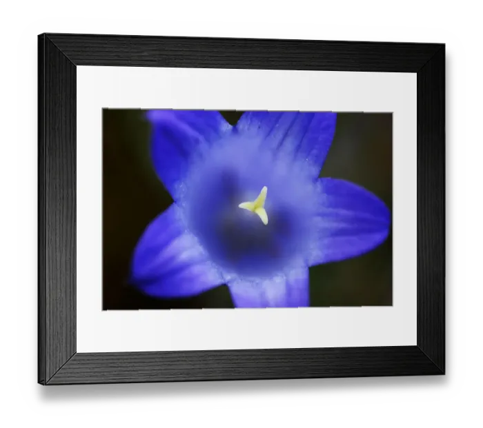 Framed Print : Close-up of blue flower (Campanula stevenii) Mount Cheget, Caucasus, Russia, June 2008 Framed Print : Close-up of blue flower (Campanula stevenii) Mount Cheget, Caucasus, Russia, June 2008