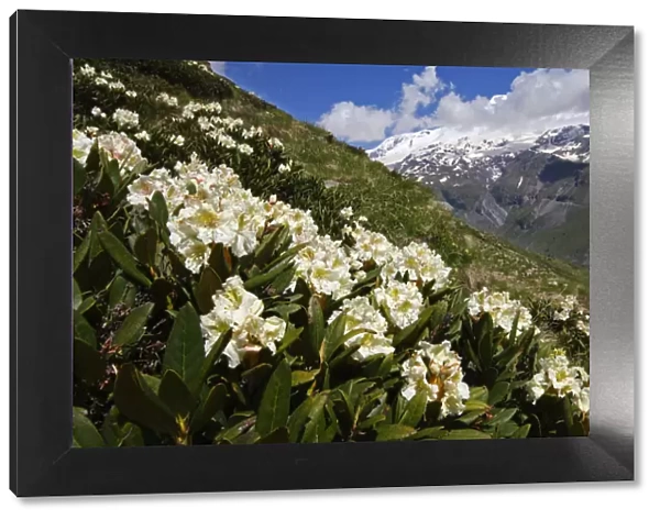 Caucasian rhododendron (Rhododendron caucasium) flowers with Mount Elbrus in the distance