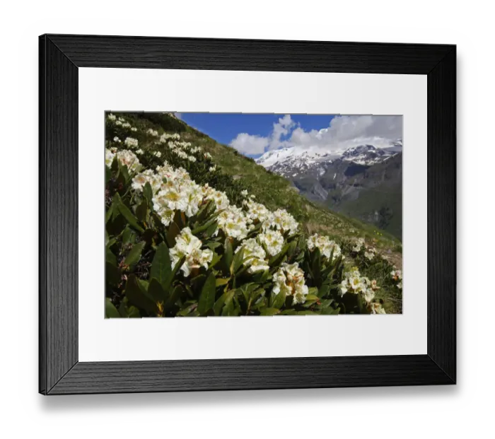 Framed Print : Caucasian rhododendron (Rhododendron caucasium) flowers with Mount Elbrus in the distance Framed Print : Caucasian rhododendron (Rhododendron caucasium) flowers with Mount Elbrus in the distance