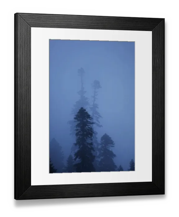 Framed Print : Nordmann fir (Abies nordmanniana) trees in fog, near Dombay, Teberdinsky biosphere reserve Framed Print : Nordmann fir (Abies nordmanniana) trees in fog, near Dombay, Teberdinsky biosphere reserve