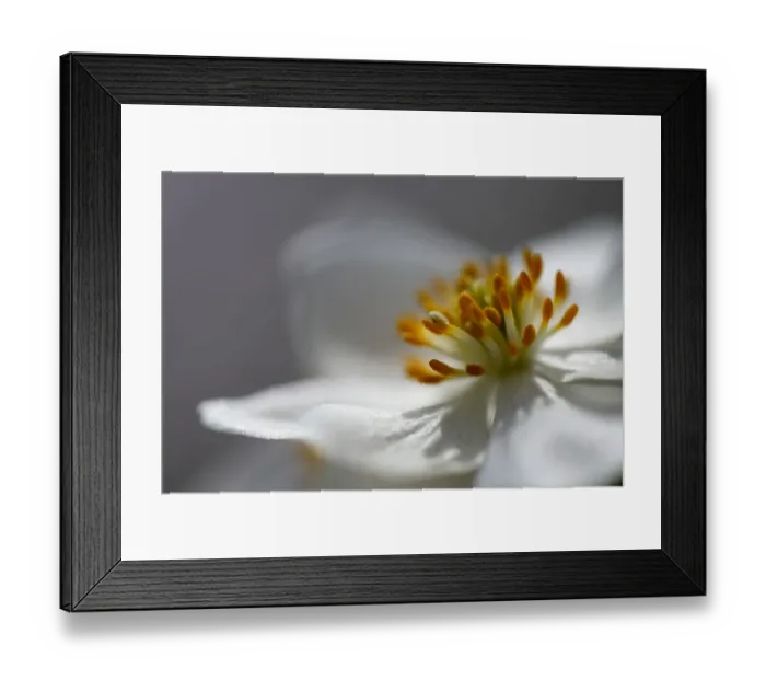 Framed Print : Anemone sp flower, close up of stamens, Mount Cheget, Caucasus, Russia, June 2008
