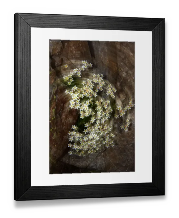 Framed Print : Artistic view of Saxifrage flowers, Mount Cheget, Caucasus, Russia, June 2008 Framed Print : Artistic view of Saxifrage flowers, Mount Cheget, Caucasus, Russia, June 2008
