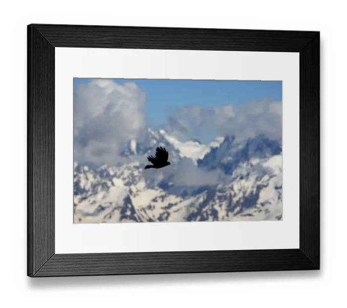 Framed Print : Apline / Yellow-billed chough (Pyrrhocorax graculus) in flight, Mount Elbrus, Caucasus Framed Print : Apline / Yellow-billed chough (Pyrrhocorax graculus) in flight, Mount Elbrus, Caucasus