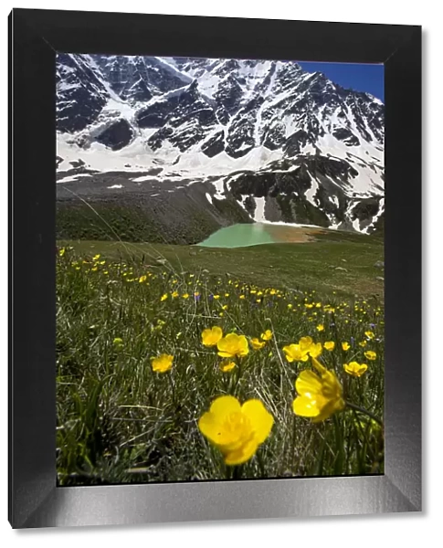 Lake Donguzorun with Mount Donguzorun mountains behind, meadow flowers (Ranunculus sp) Caucasus