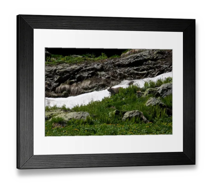 Framed Print : Young Caucasian brown bear (Ursus arctos meridionalis) maybe 2 years, grazing Framed Print : Young Caucasian brown bear (Ursus arctos meridionalis) maybe 2 years, grazing