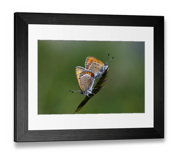 Framed Print : Lycaenid butterflies mating, Mount Cheget, Caucasus, Russia, June 2008 Framed Print : Lycaenid butterflies mating, Mount Cheget, Caucasus, Russia, June 2008