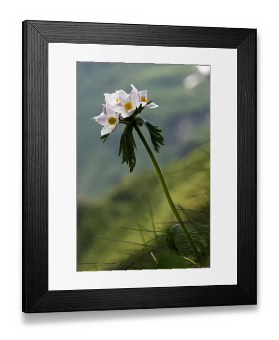 Framed Print : Anemone in flower, Mount Cheget, Caucasus, Russia, June 2008 Framed Print : Anemone in flower, Mount Cheget, Caucasus, Russia, June 2008
