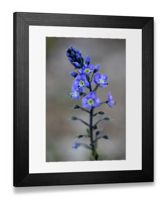 Framed Print : (Veronica sp) in flower, Mount Cheget, Caucasus, Russia, June 2008 Framed Print : (Veronica sp) in flower, Mount Cheget, Caucasus, Russia, June 2008