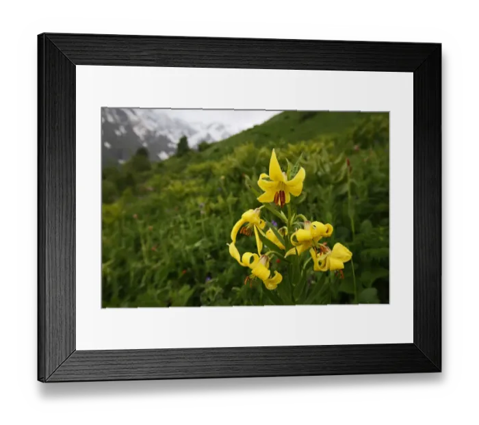 Framed Print : Caucasian lily (Lilum monadephum) in flower, Mount Cheget, Caucasus, Russia, June 2008 Framed Print : Caucasian lily (Lilum monadephum) in flower, Mount Cheget, Caucasus, Russia, June 2008