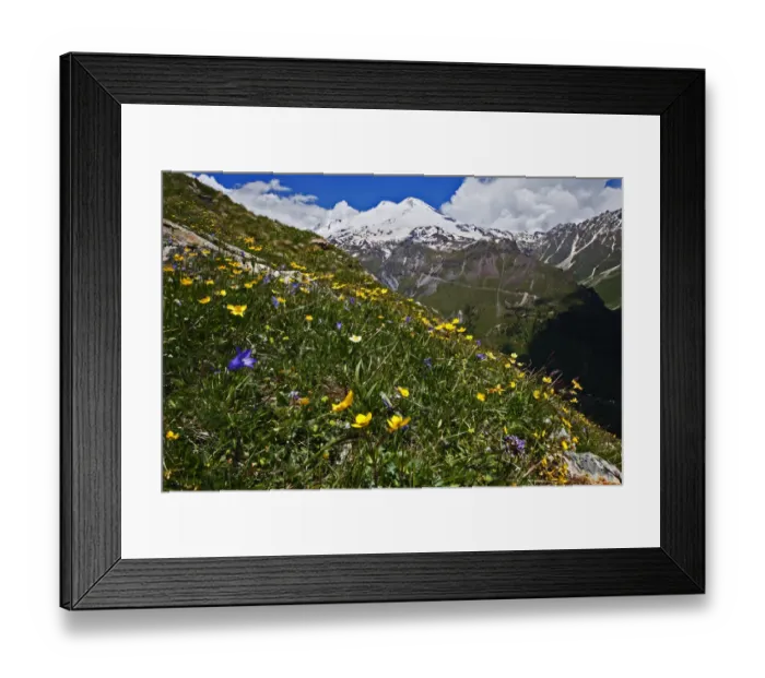 Framed Print : Alpine meadow with flowers, Mount Elbrus in the distance, Caucasus, Russia, June 2008 Framed Print : Alpine meadow with flowers, Mount Elbrus in the distance, Caucasus, Russia, June 2008