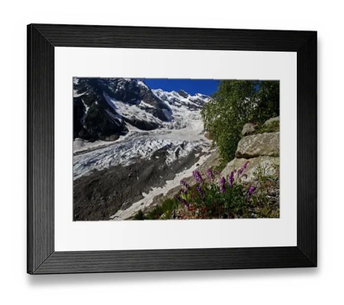 Framed Print : Alibek glacier in Alibek vally with Purple trefoil (Trifolium) growing in the foreground Framed Print : Alibek glacier in Alibek vally with Purple trefoil (Trifolium) growing in the foreground