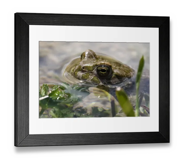 Framed Print : Male European green toad (Bufo viridis) in pond (at 2, 711m) in Adylsu valley, side