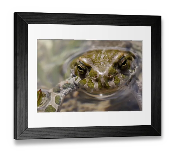 Framed Print : Male European green toad (Bufo viridis) in pond (at 2, 711m) in Adylsu valley, side