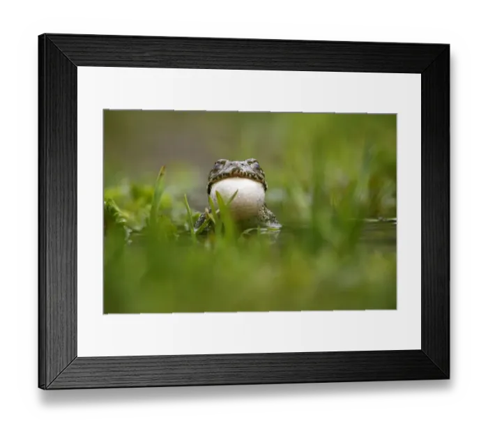 Framed Print : European green toad (Bufo viridis) calling, vocal sac inflated, with eyes closed Framed Print : European green toad (Bufo viridis) calling, vocal sac inflated, with eyes closed