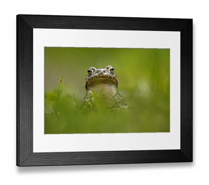 Framed Print : European green toad (Bufo viridis) portrait, in a pond (at 2, 711m) Adylsu valley