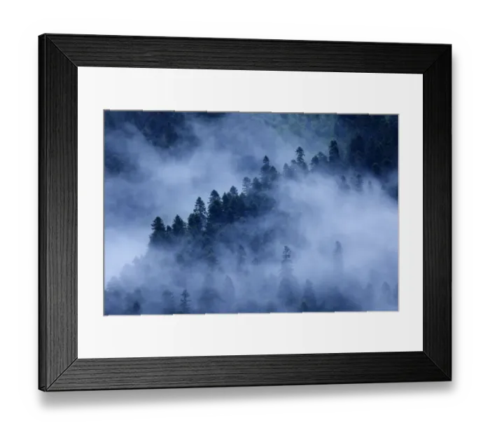 Framed Print : Mist drifting over a Nordmann fir (Abies nordmanniana) forest, near Dombay, Teberdinsky Framed Print : Mist drifting over a Nordmann fir (Abies nordmanniana) forest, near Dombay, Teberdinsky