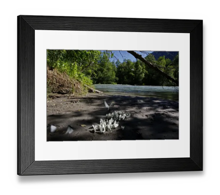 Framed Print : Black veined white butterflies (Aporia crataegi) on the bank of the Arkhyz River Framed Print : Black veined white butterflies (Aporia crataegi) on the bank of the Arkhyz River