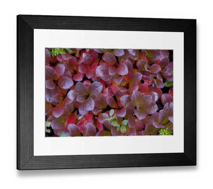 Framed Print : Mountain bearberry (arctostaphylos alpinus) Sarek National Park, Laponia World Heritage Site Framed Print : Mountain bearberry (arctostaphylos alpinus) Sarek National Park, Laponia World Heritage Site