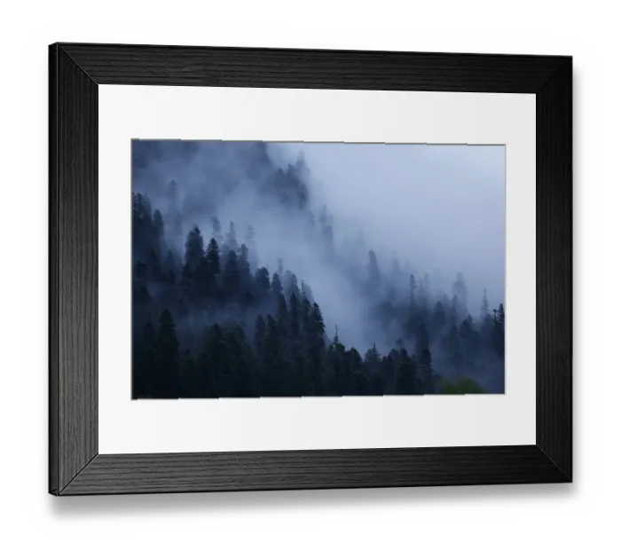 Framed Print : Mist drifting over a Nordmann fir (Abies nordmanniana) forest, near Dombay, Teberdinsky Framed Print : Mist drifting over a Nordmann fir (Abies nordmanniana) forest, near Dombay, Teberdinsky
