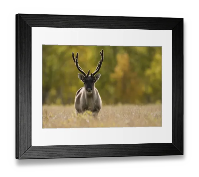 Framed Print : Reindeer (Rangifer tarandus) semi-domesticated, small scale herding by local Sami Framed Print : Reindeer (Rangifer tarandus) semi-domesticated, small scale herding by local Sami