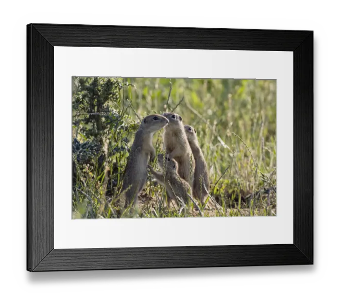 Framed Print : European souslik (Spermophilus citellus) family, Slovakia, Europe, June 2008 Framed Print : European souslik (Spermophilus citellus) family, Slovakia, Europe, June 2008