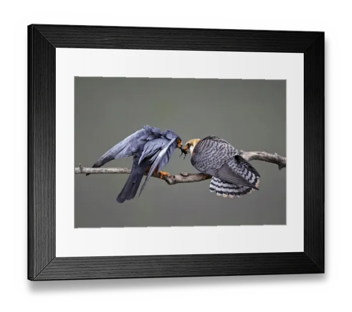 Framed Print : Red-footed Falcon (Falco vespertinus) rear view of male (left) passing prey to female Framed Print : Red-footed Falcon (Falco vespertinus) rear view of male (left) passing prey to female