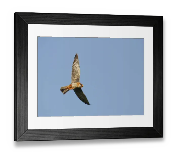 Framed Print : Red-footed Falcon (Falco vespertinus) low angle shot of female in flight, Hortobagy NP
